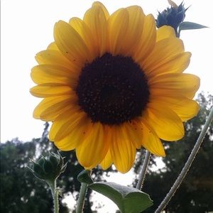 Meet your Posher, Dardarial